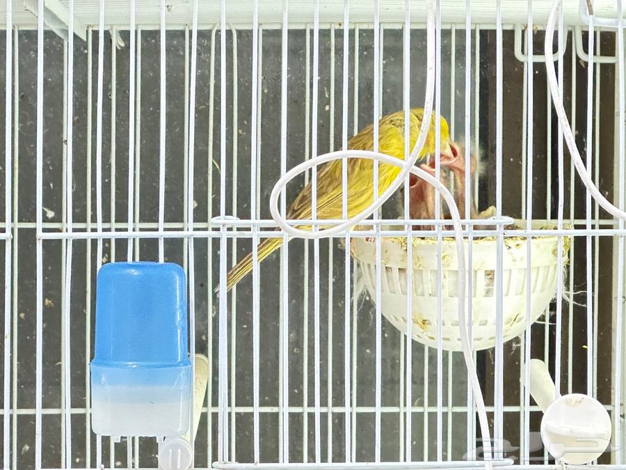 Canary with 4 chicks63087543780611112