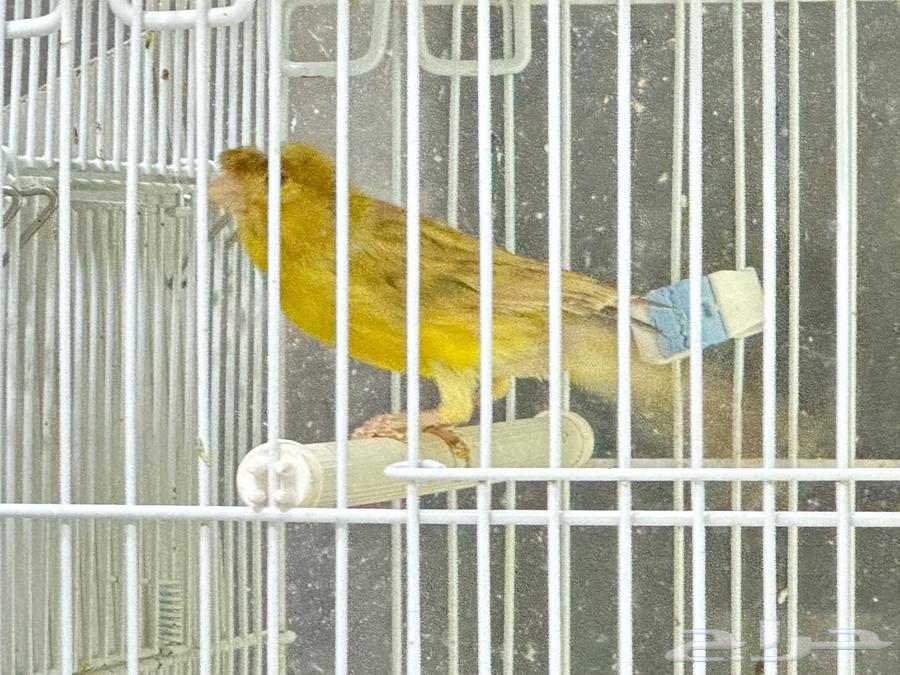 Canary with 4 chicks63087543780611111