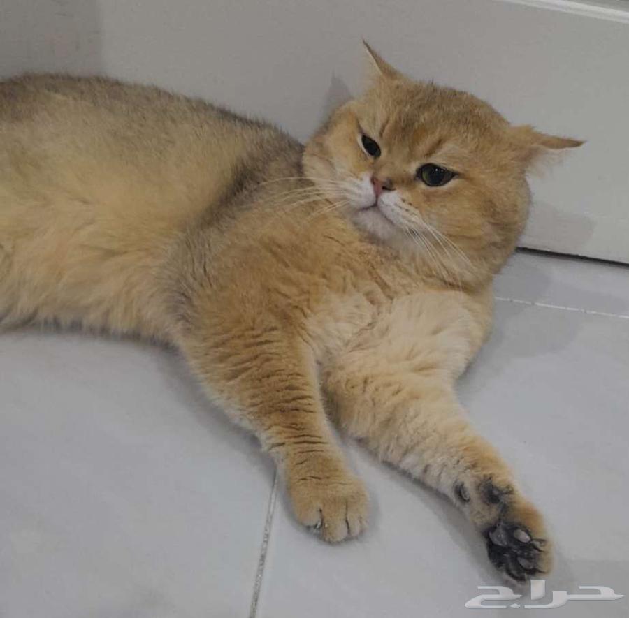 Just breed male cats63086376429058111
