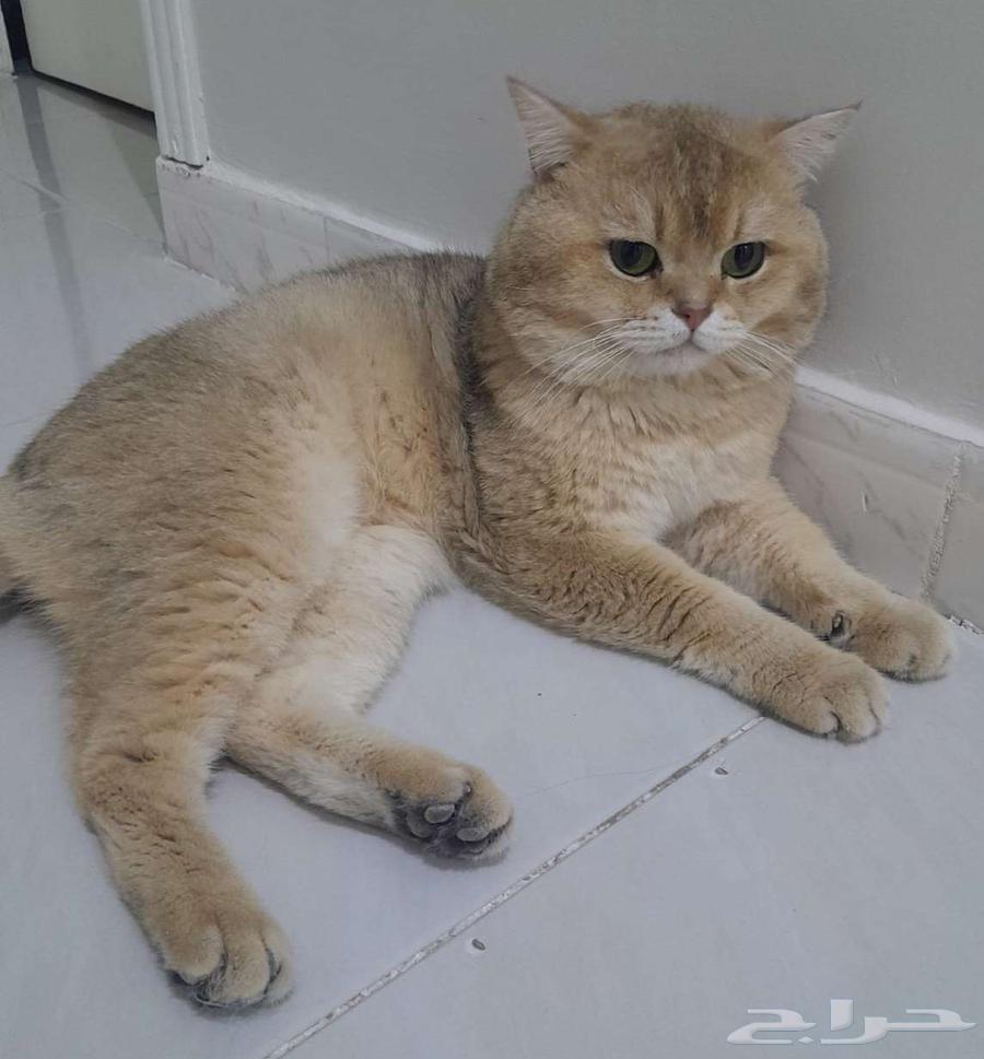 Just breed male cats63086376429058110