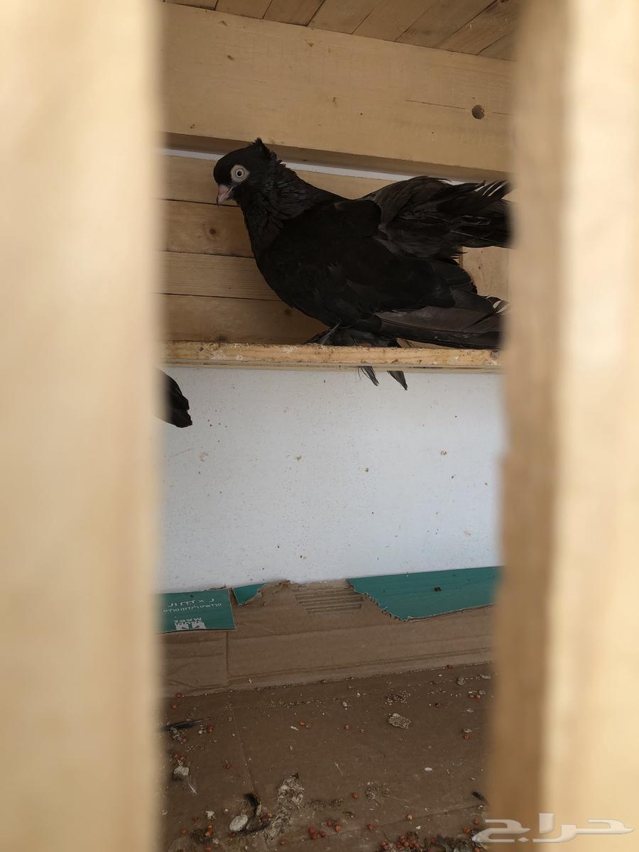 4 طبات كرنقو63211645137025114