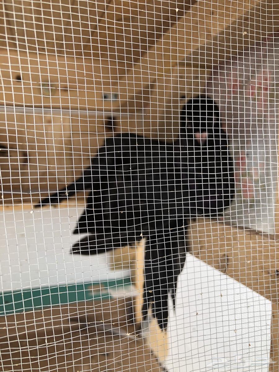 4 طبات كرنقو63211645137025113