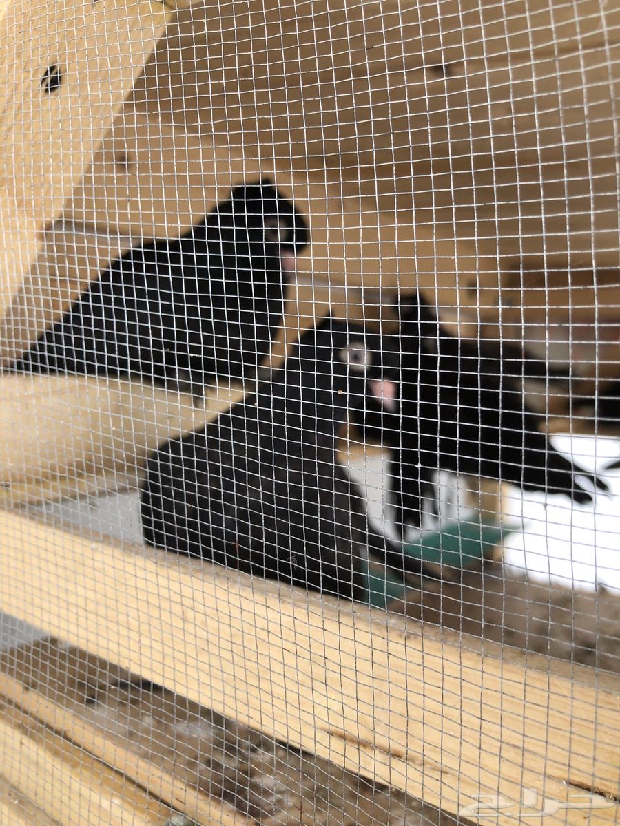 4 طبات كرنقو63211645137025111