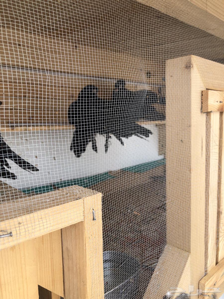 4 طبات كرنقو63211645137025112