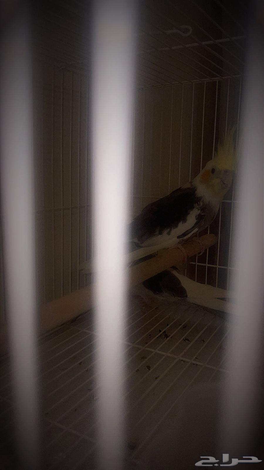 كروان63084331391874110