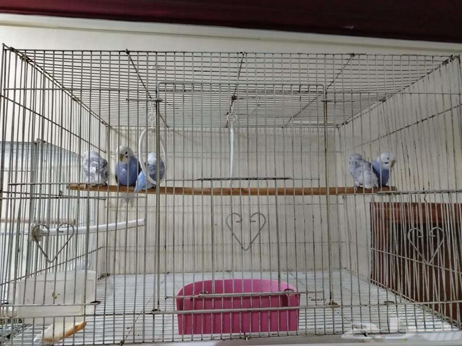 New Badji Rembo for sale in Al-Khobar630814403564831115
