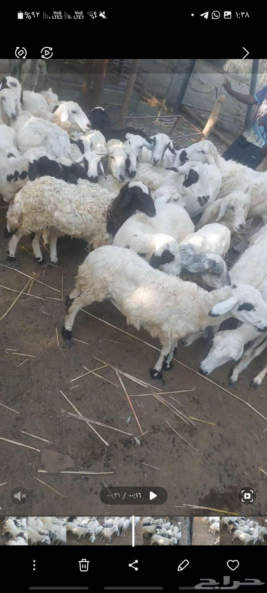 ضاان للبيع63080606299265113