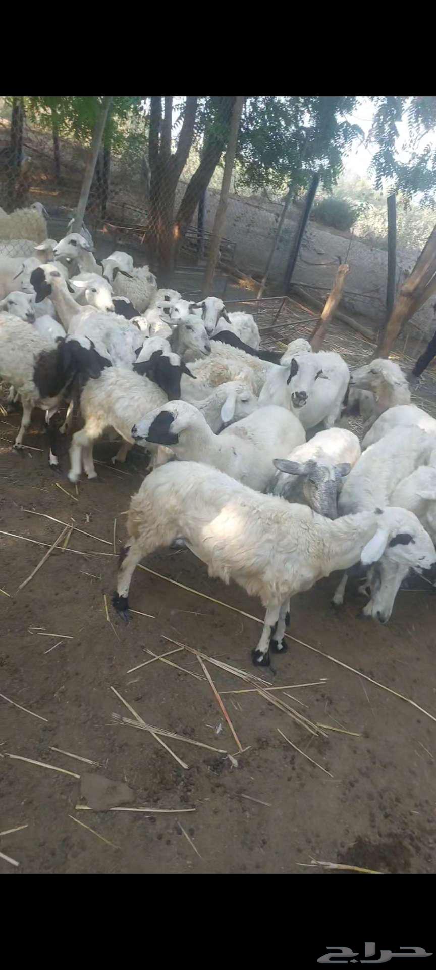 ضاان للبيع63080606299265116