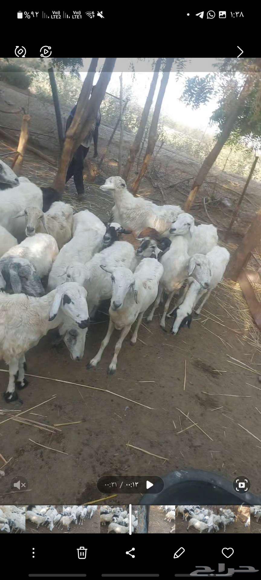 ضاان للبيع63080606299265112
