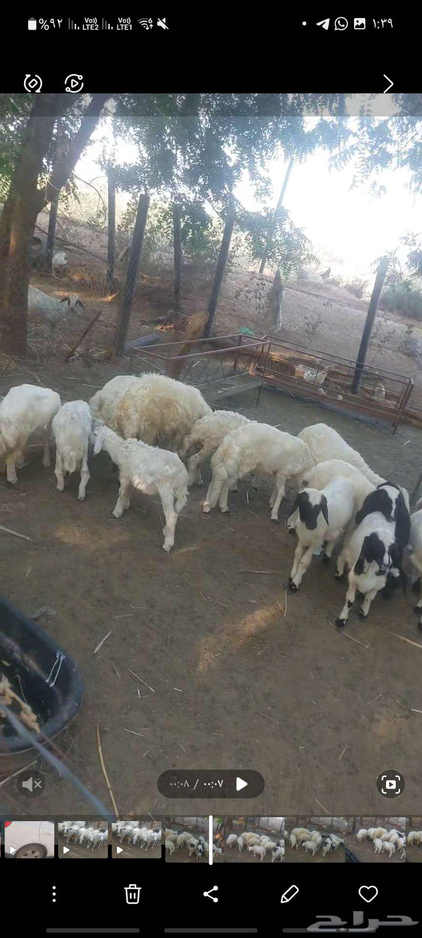 ضاان للبيع63080606299265111