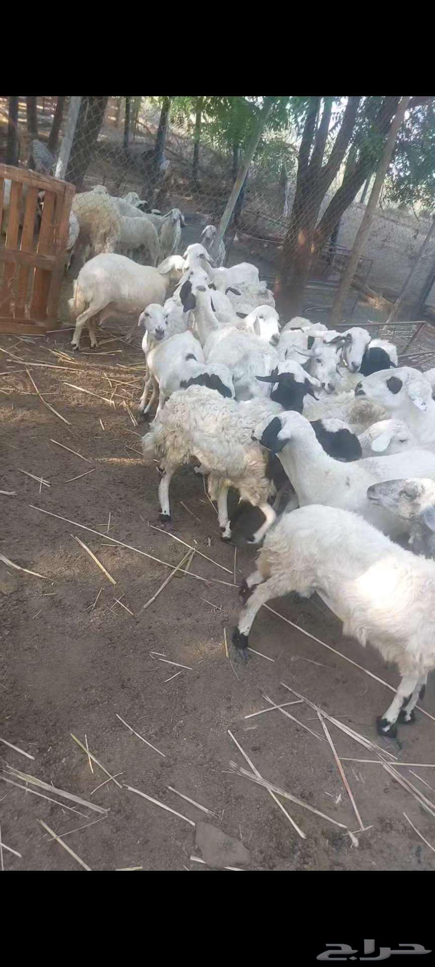 ضاان للبيع63080606299265114