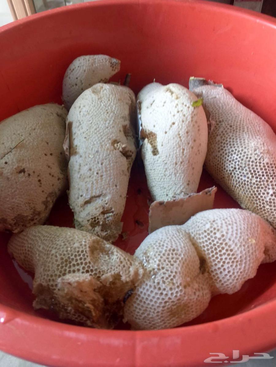 17.5 kg Pure Wild Honey Without Human Intervention63082278284930112