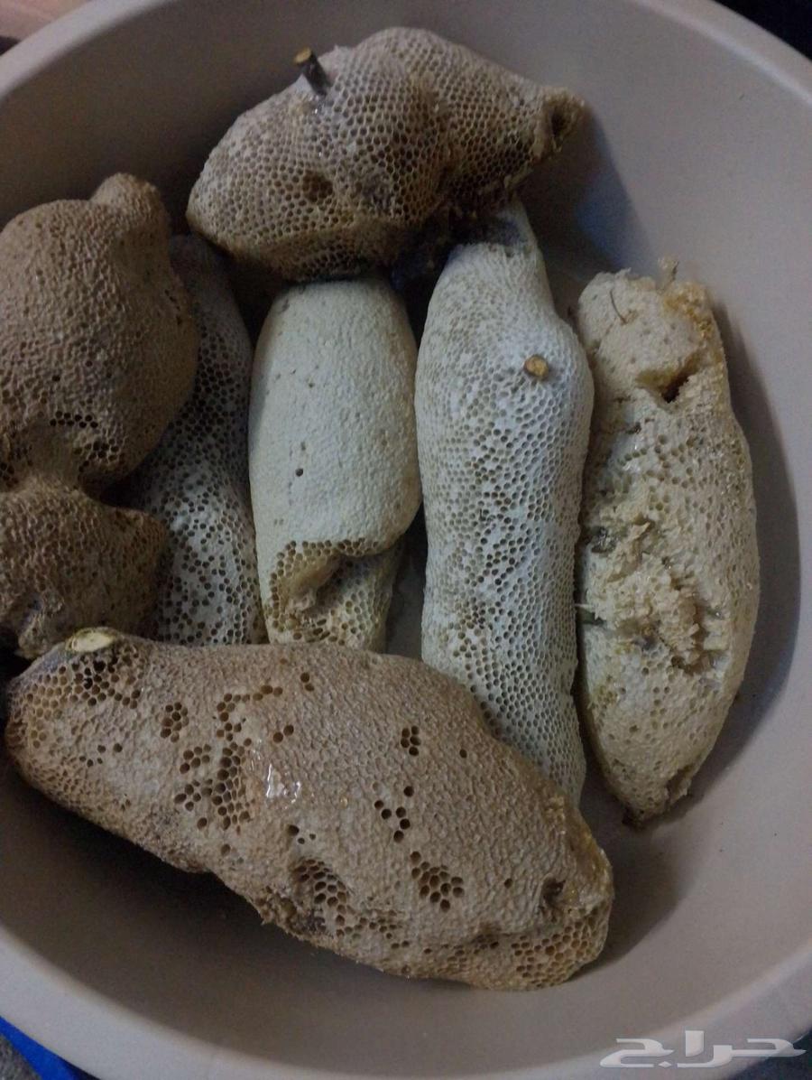 17.5 kg Pure Wild Honey Without Human Intervention63082278284930111