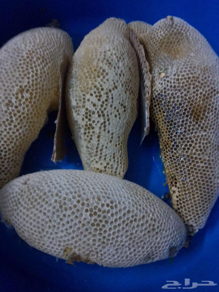 17.5 kg Pure Wild Honey Without Human Intervention630822782849301114