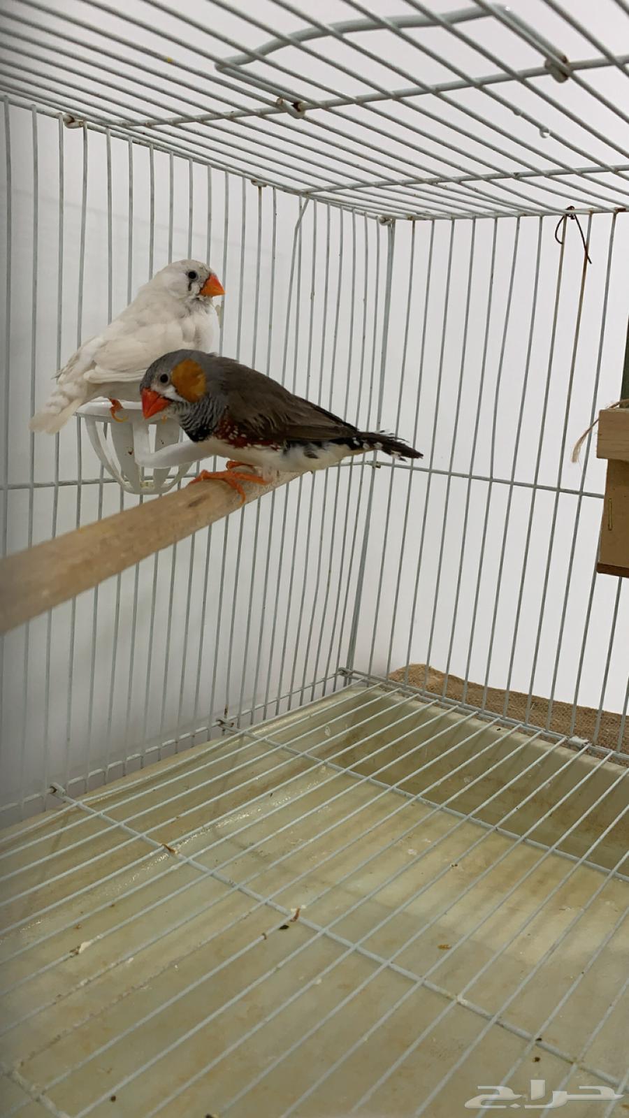 زيبرا63081865244674111