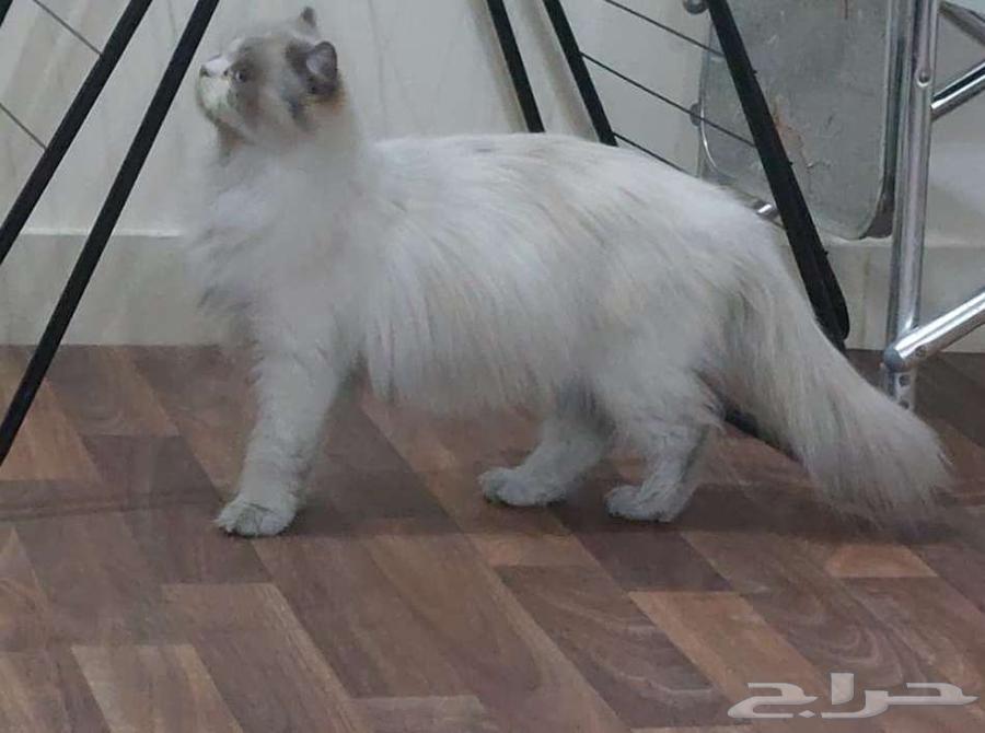 Cat kittens for adoption63082283510019114