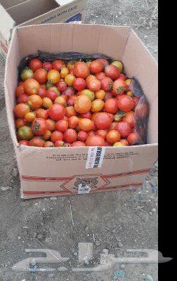 استراحه ومزرعه جنب بعض630142788495391128
