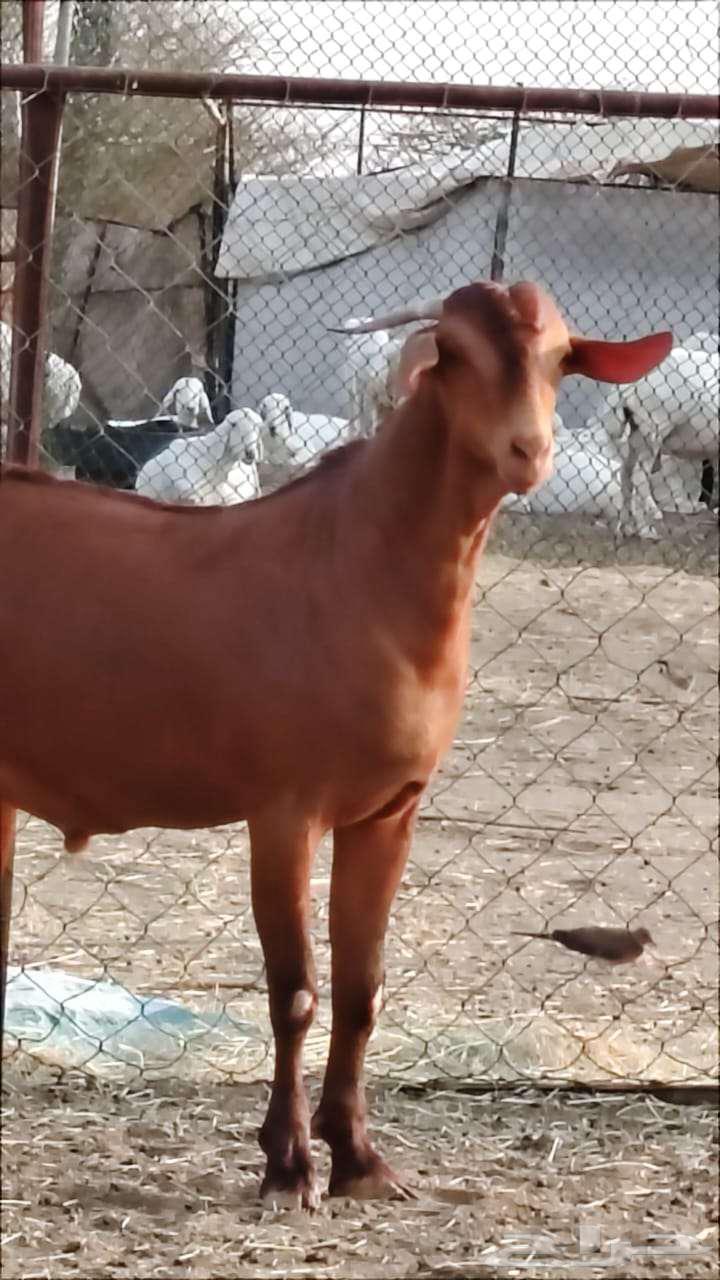 مشروع فحل أدهم63078557540099111