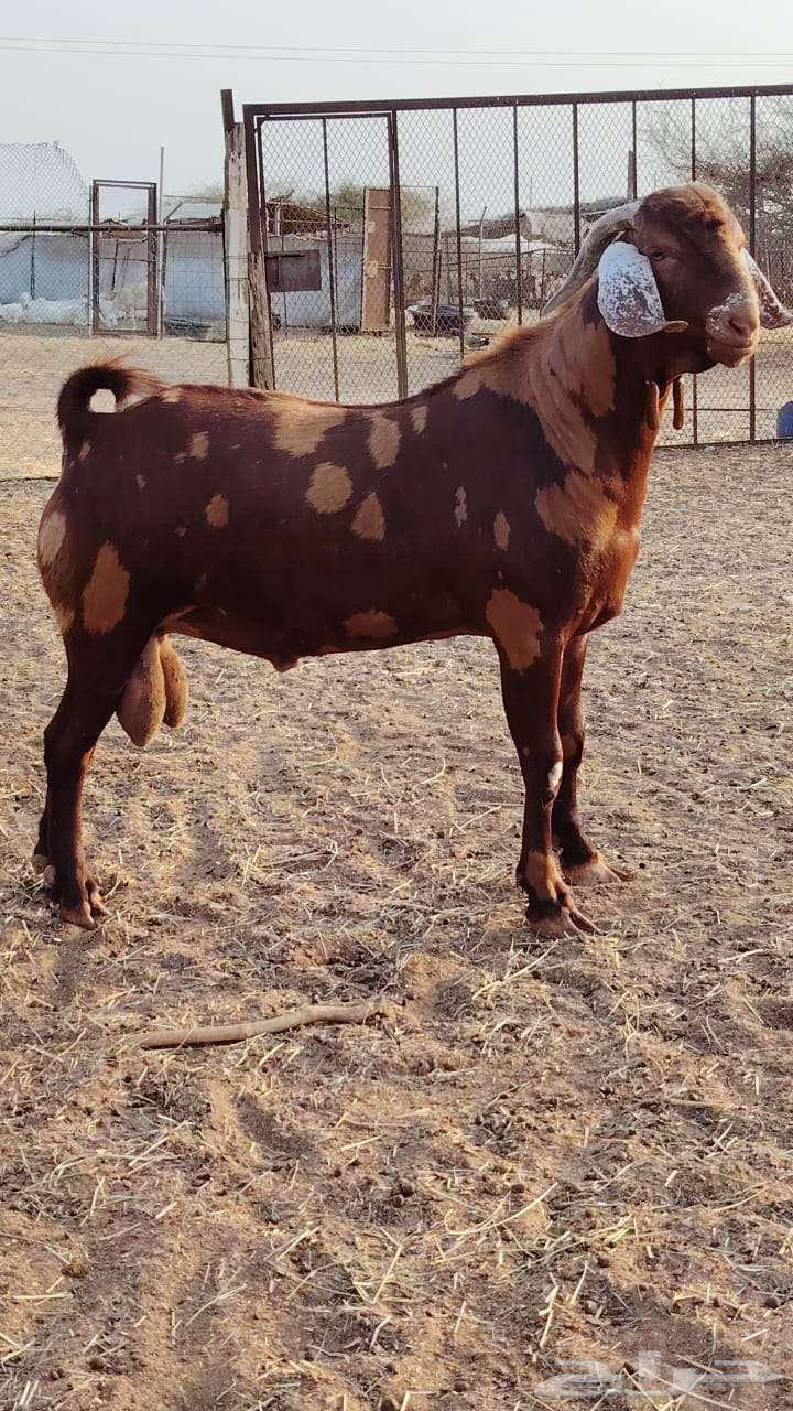 فحل أبهر63078557687809112