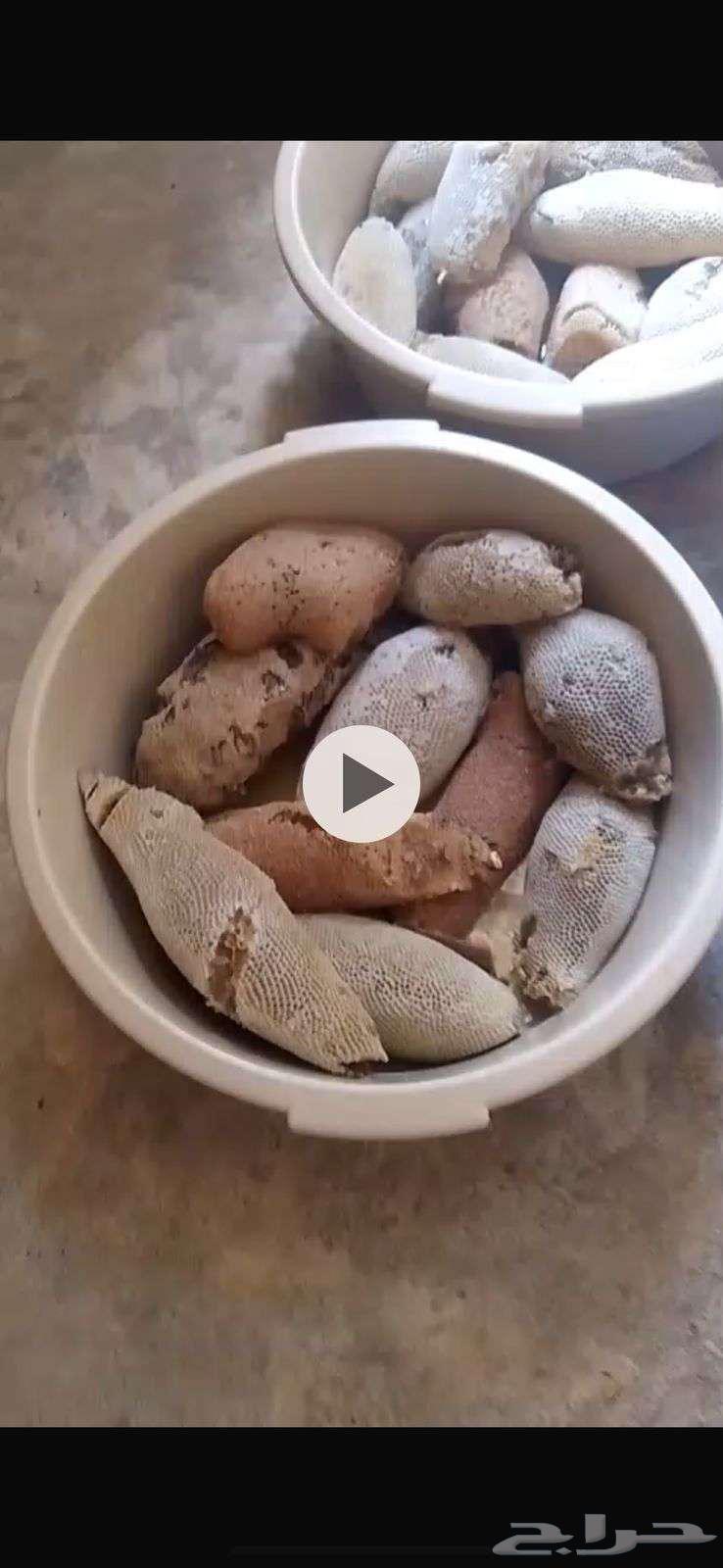 عسل بري حر القنفذة المجموع 45كيلو63078153036291111