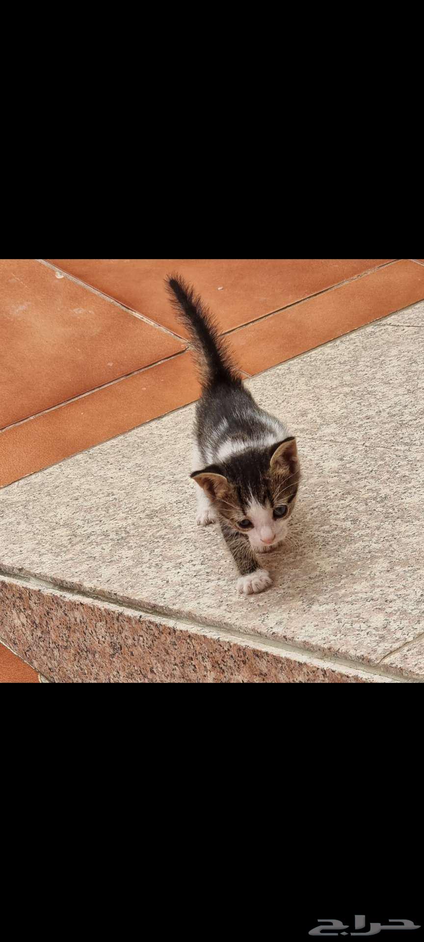 My cat for adoption is 3 months old63079393880706112