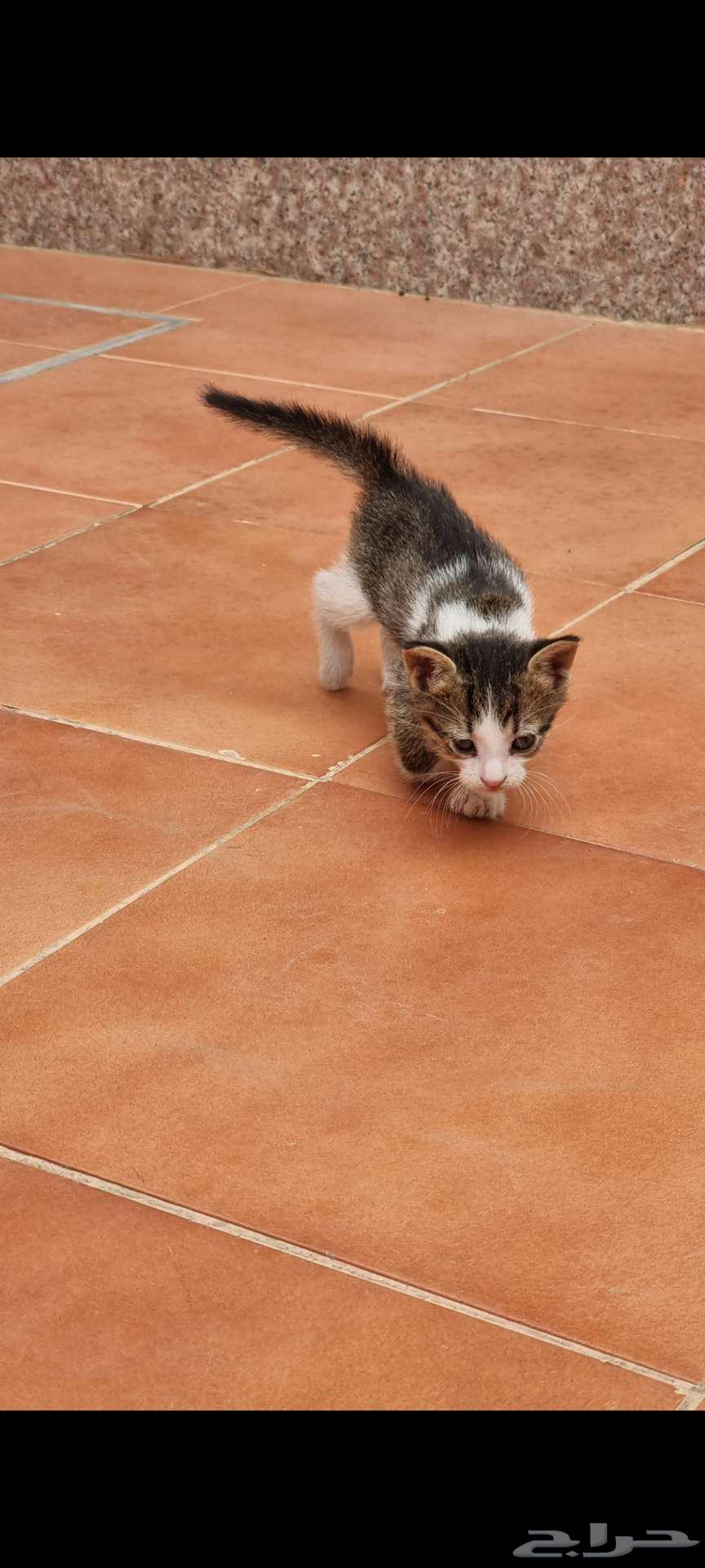 My cat for adoption is 3 months old63079393880706113