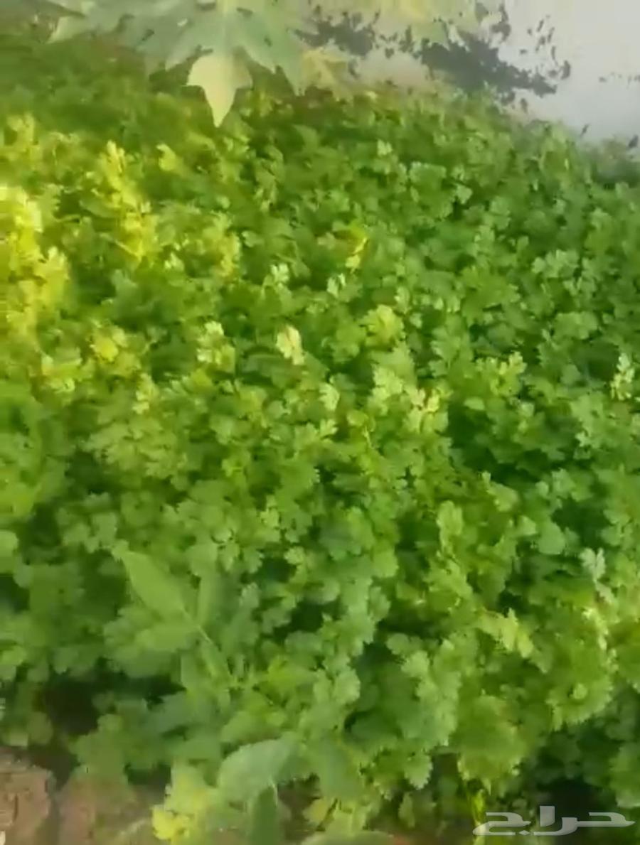 استراحه ومزرعه جنب بعض63014278849539113