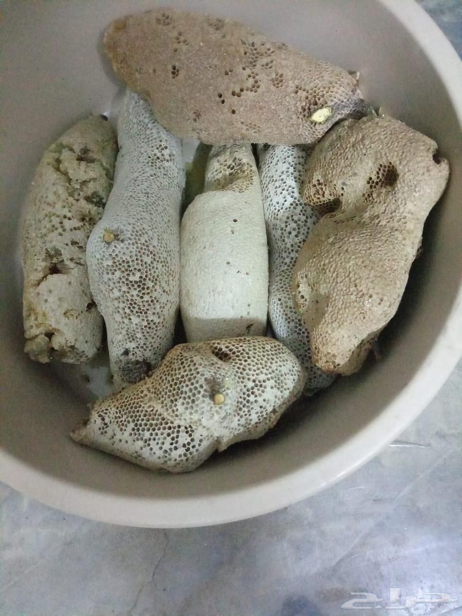 عسل بري حر القنفذة المجموع 45كيلو63078153036291114