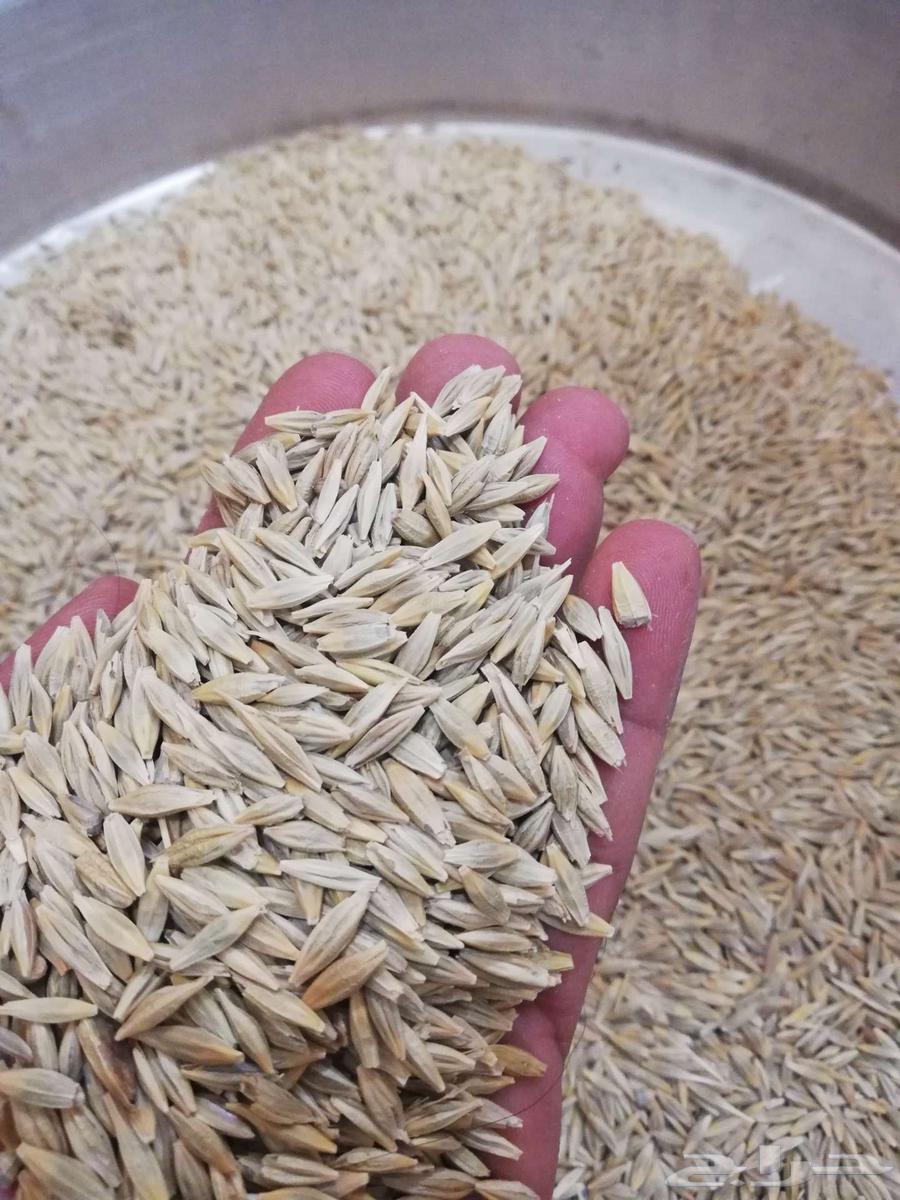 I love my country's barley soup.63080197873027113