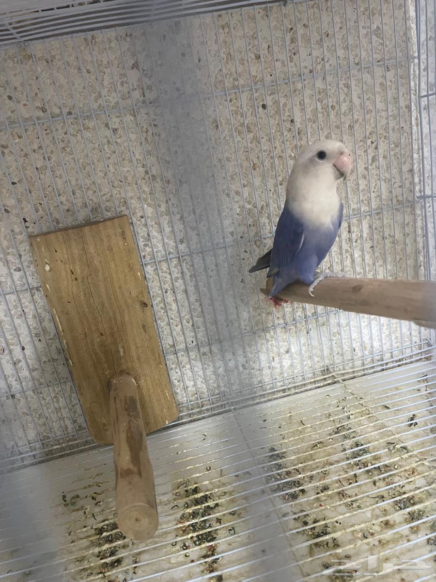 Male Rosefinch63080219257217111