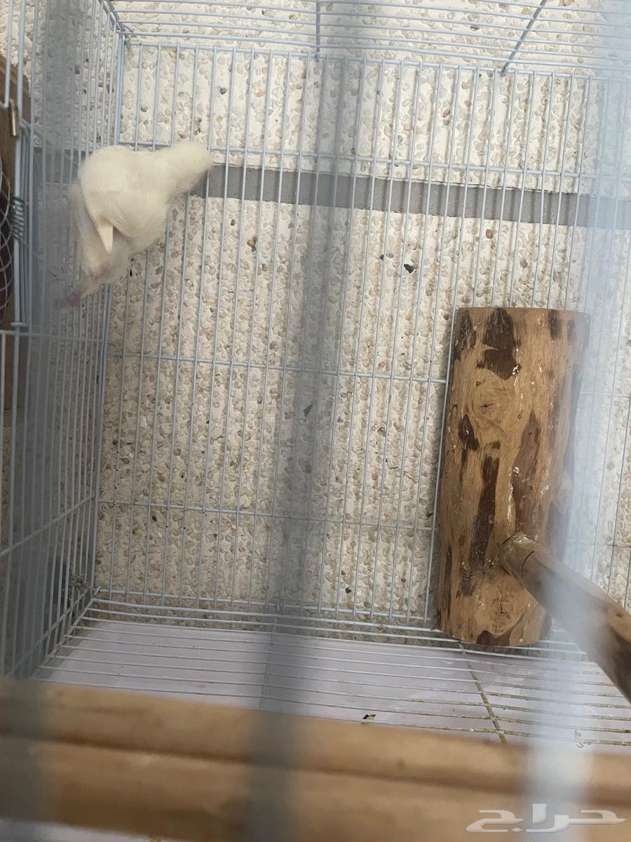 Male Rosefinch63080219257217112