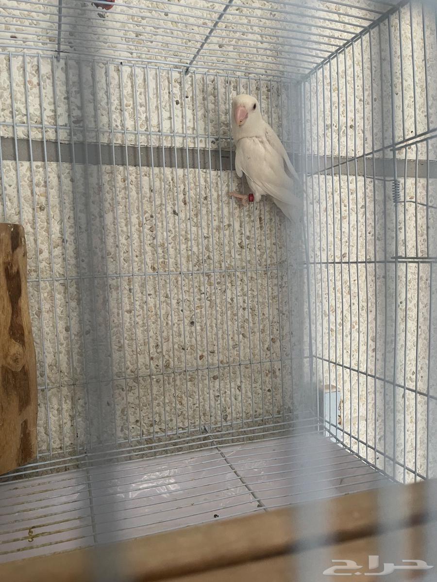 Male Rosefinch63080219257217110