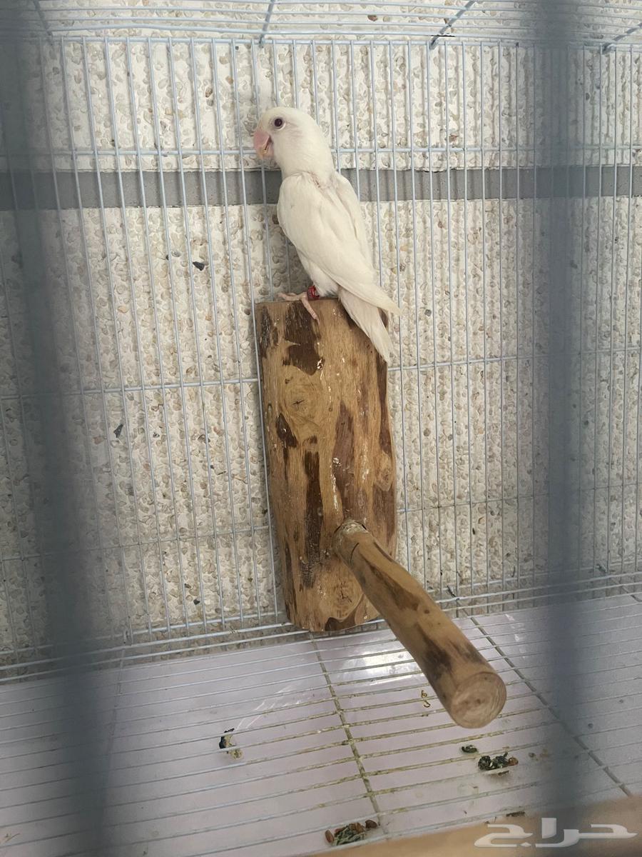 Male Rosefinch63080219257217113