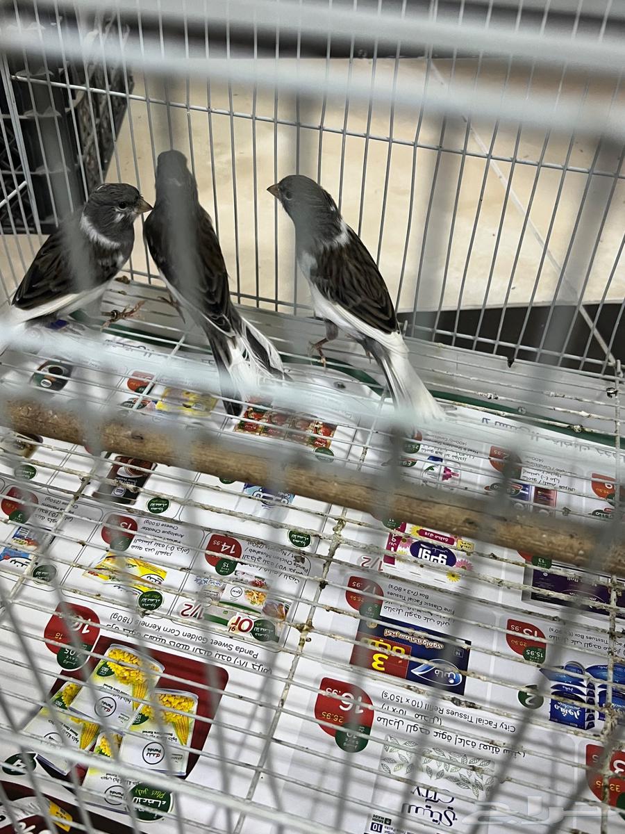Male Canary Size and Singing63078951098498113