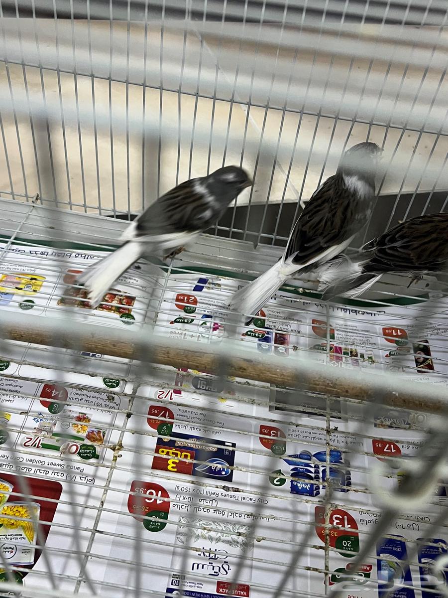 Male Canary Size and Singing63078951098498112
