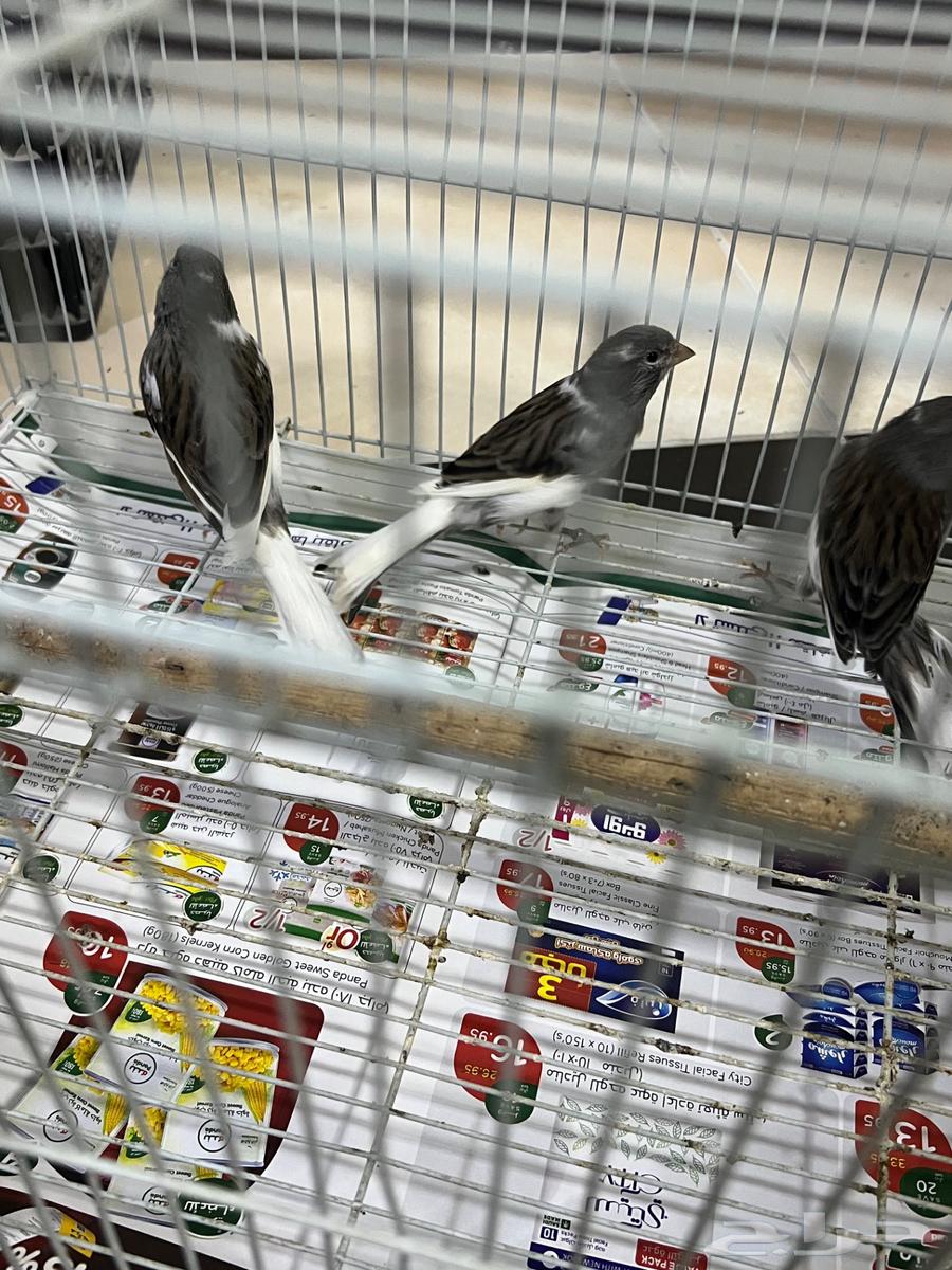 Male Canary Size and Singing63078951098498114