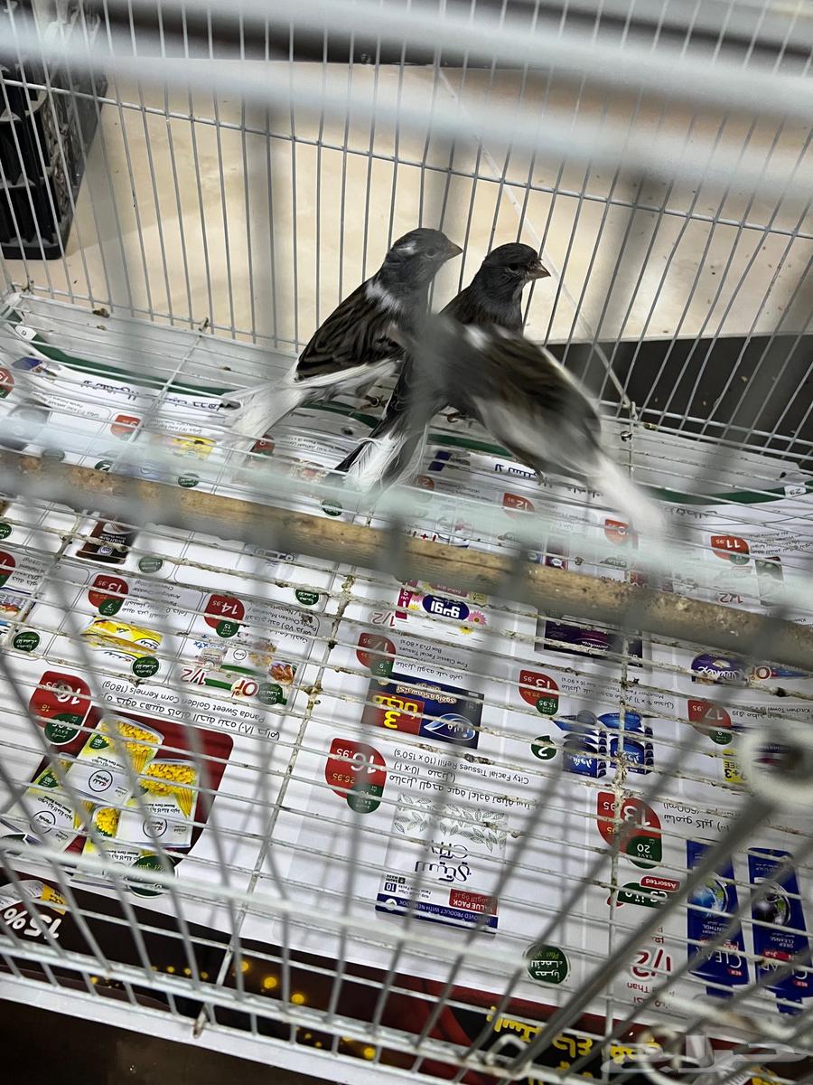 Male Canary Size and Singing63078951098498111