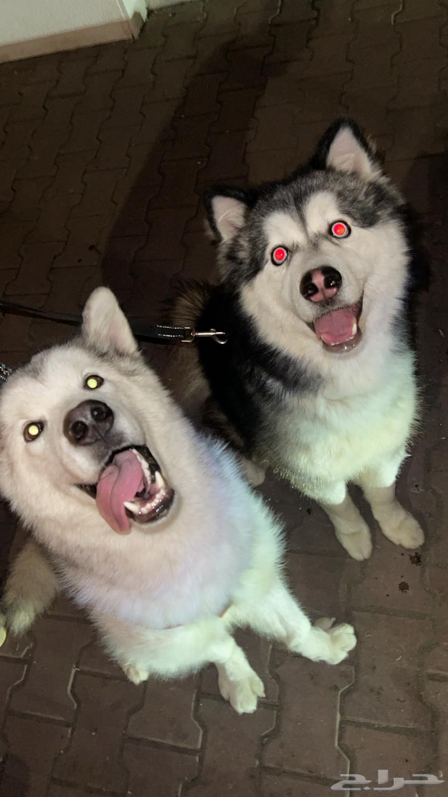 Siberian Huskies for sale63078163358211111