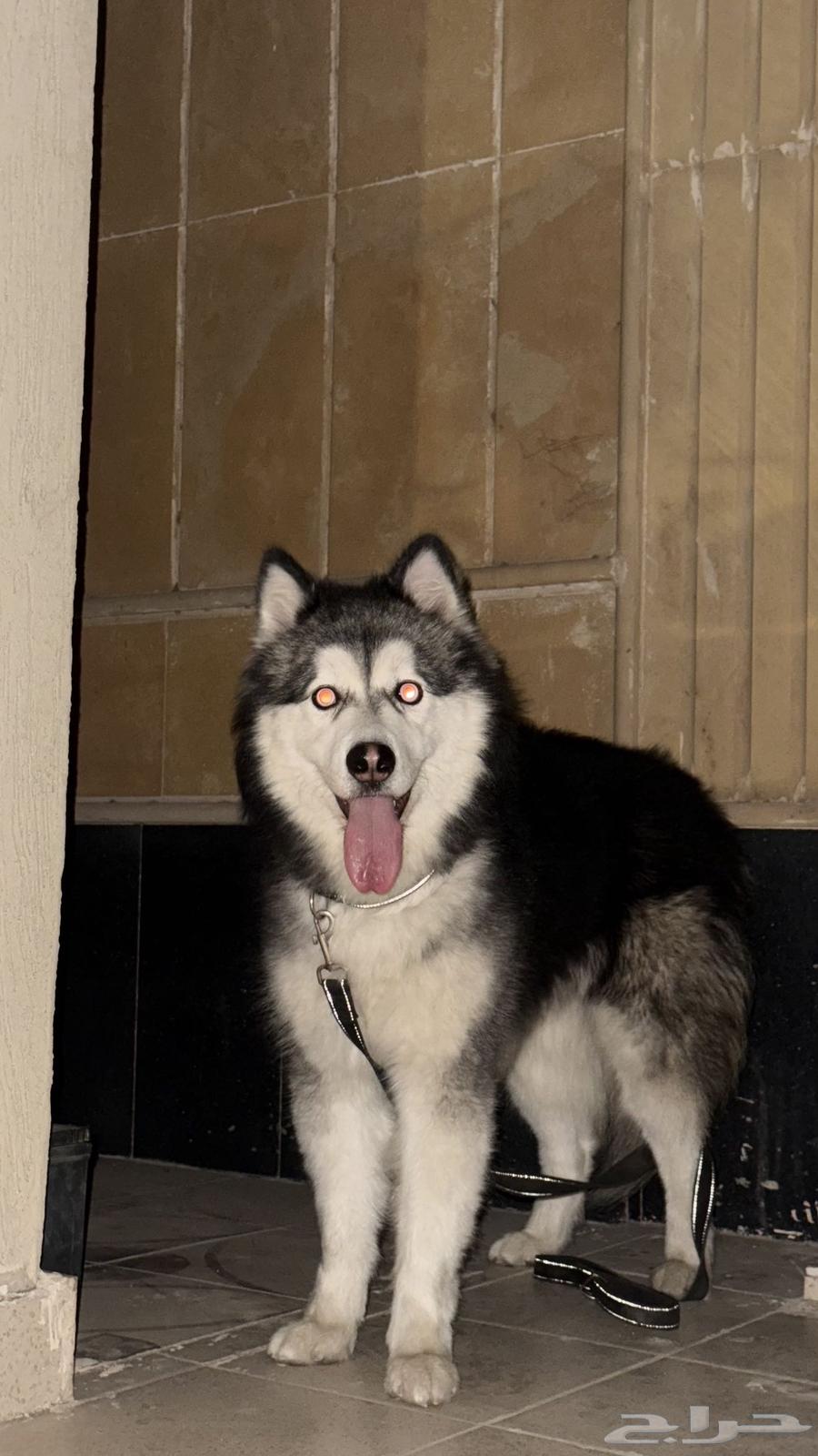 Siberian Huskies for sale63078163358211112