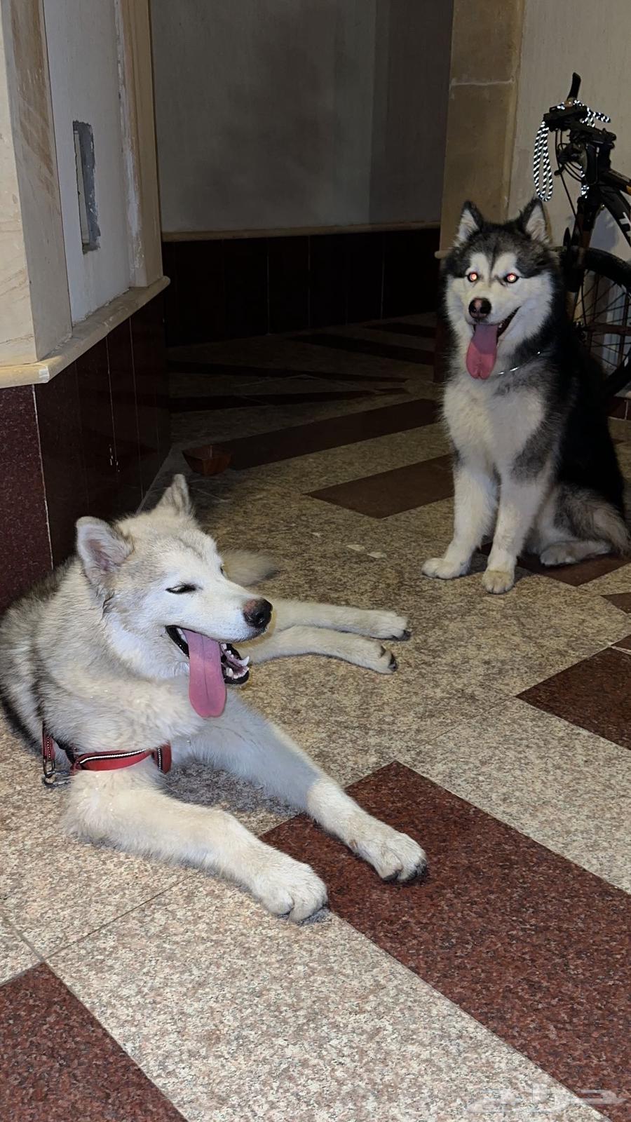 Siberian Huskies for sale63078163358211114