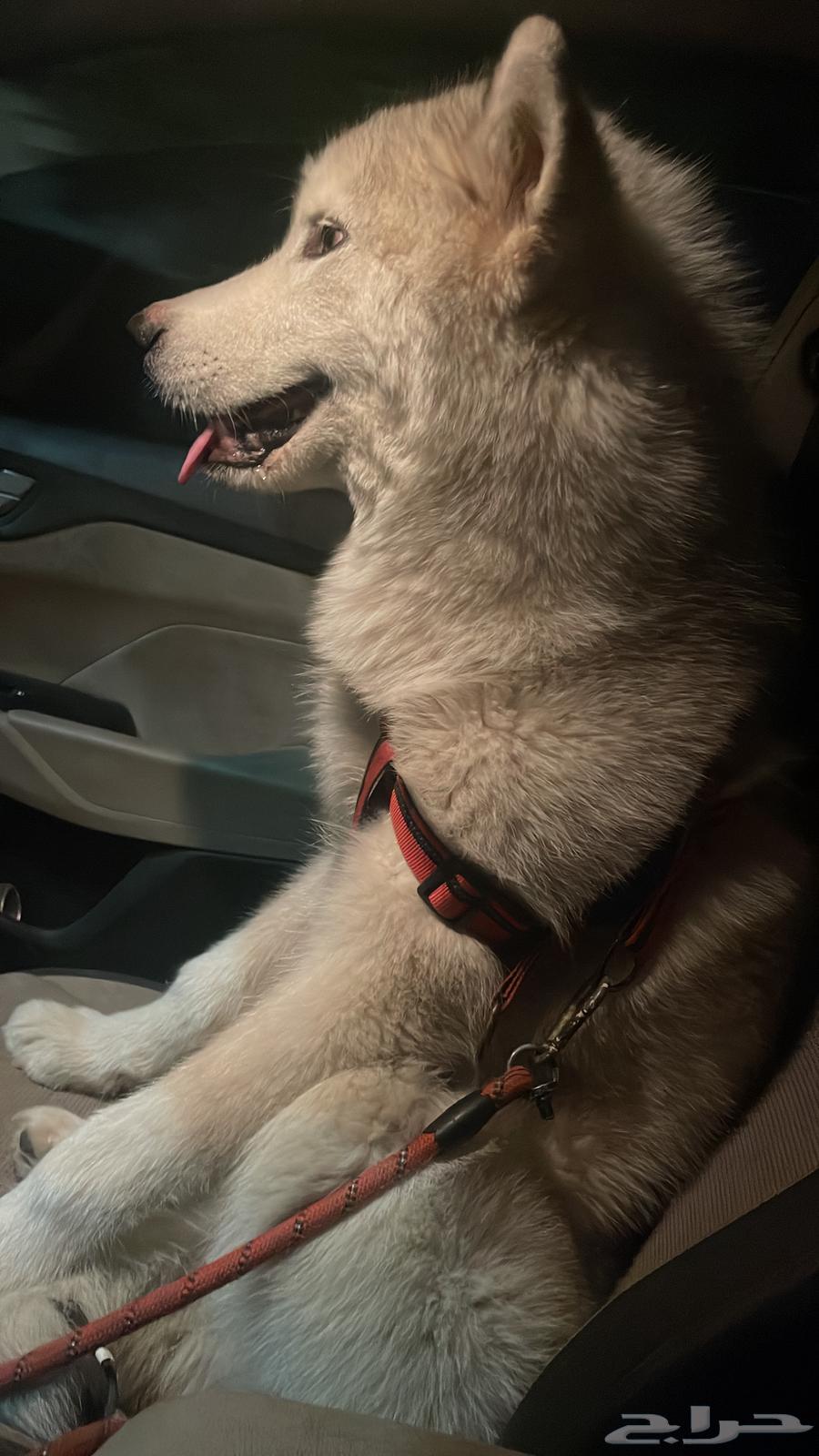 Siberian Huskies for sale63078163358211113