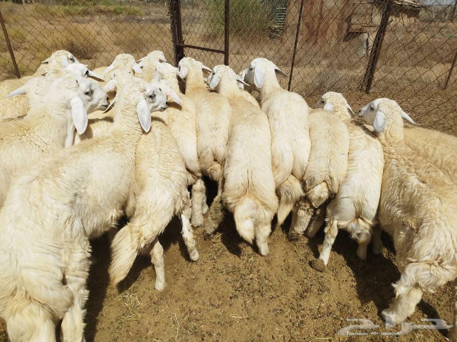 Italian and Verkhaleh freedom63080193020418113