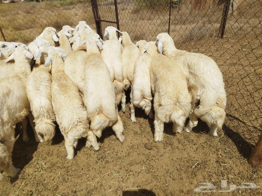 Italian and Verkhaleh freedom63080193020418112