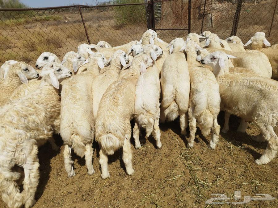 Italian and Verkhaleh freedom63080193020418111