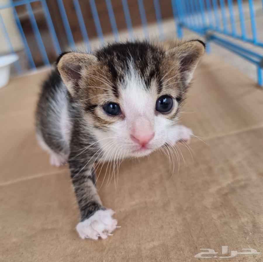 My cat for adoption is 3 months old63079393880706117