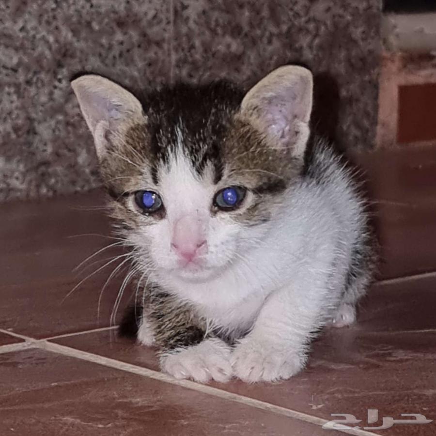 My cat for adoption is 3 months old63079393880706111