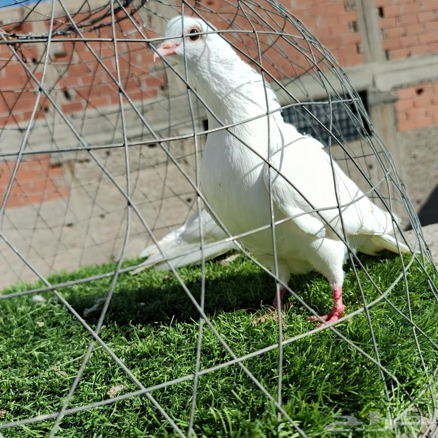A pair of handmade Yemeni pigeons, fancy white color630797776890901110