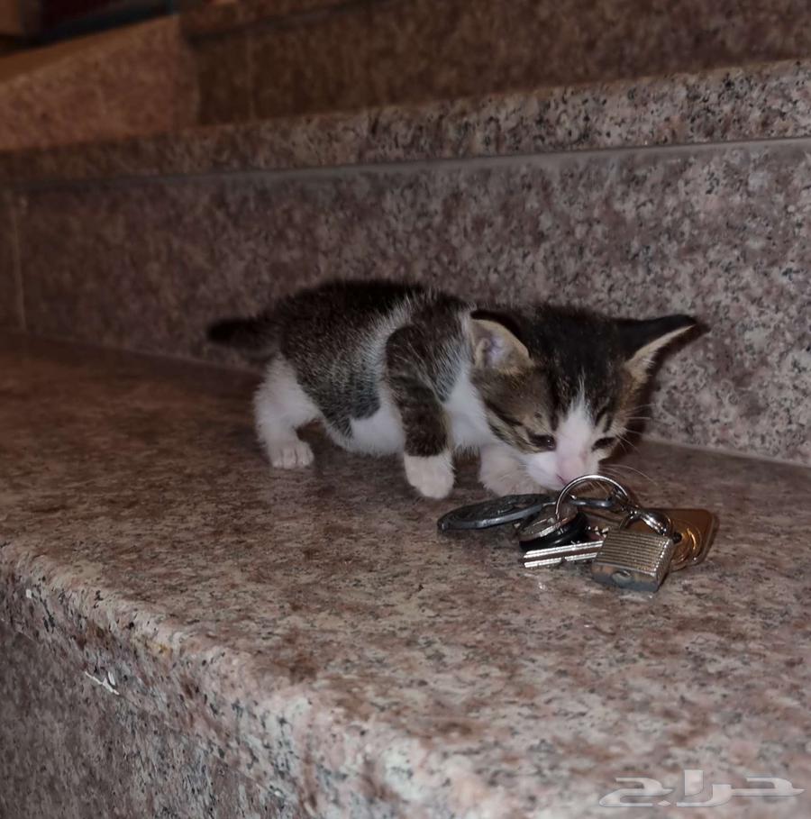My cat for adoption is 3 months old63079393880706114