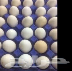 Local eggs for eating only63077343219202112
