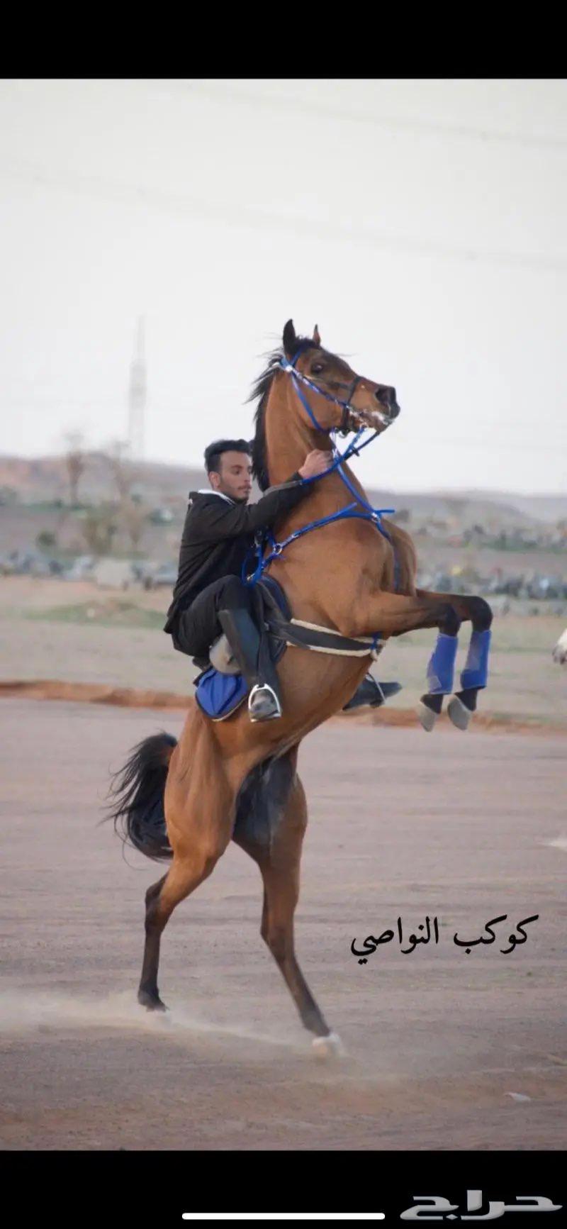 حصان واهو حار حد 600063077328655619112